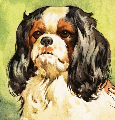 King Charles Spaniel von English School